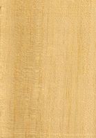 Marupá (Simarouba amara): radiale Oberfläche (natürliche Größe)