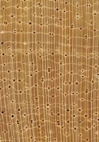 Marupá (Simarouba amara): Querschnitt (ca. 12x)
© Thünen