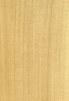 Linde (Tilia platyphyllos): radiale Oberfläche (natürliche Größe)
© Thünen