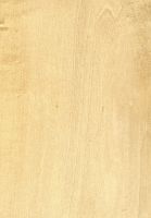 Linde (Tilia platyphyllos): tangentiale Oberfläche (natürliche Größe)