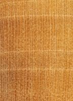 Linde (Tilia platyphyllos): Querschnitt (ca. 12x)
© Thünen