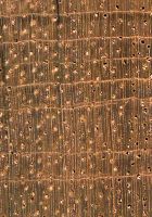 Merpauh (Swintonia sp.): Querschnitt (ca. 12x)
© Thünen