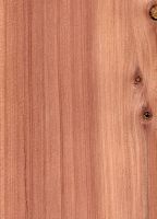 Eastern redcedar (Juniperus virginiana): radiale Oberfläche (natürliche Größe)