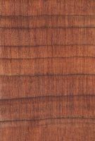 Eastern redcedar (Juniperus virginiana): Querschnitt (ca. 12x)
© Thünen