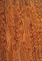 Kempas (Koompassia malaccensis): radiale Oberfläche (natürliche Größe)