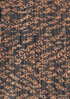 Kempas (Koompassia malaccensis): Querschnitt (ca. 12x)