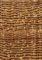 Bacurí (Platonia insignis): Querschnitt (ca. 12x)
© Thünen