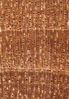 Punah (Tetramerista glabra): Querschnitt (ca. 12x)
© Thünen