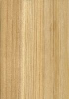 Chinesische Spießtanne (Cunninghamia lanceolata): radiale Oberfläche (natürliche Größe)
© Thünen