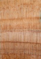 Chinesische Spießtanne (Cunninghamia lanceolata): Querschnitt (ca. 12x)
© Thünen