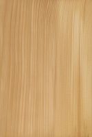 Weißtanne (Abies alba): radiale Oberfläche (natürliche Größe)
© Thünen