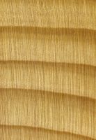 Weißtanne (Abies alba): Querschnitt (ca. 12x)
© Thünen