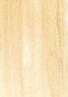 Pappel/Aspe (Populus sp.): radiale Oberfläche (natürliche Größe)
© Thünen