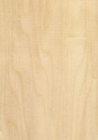 Pappel/Aspe (Populus sp.): tangentiale Oberfläche (natürliche Größe)
© Thünen