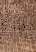 Kiri (Paulownia tomentosa): Querschnitt (ca. 12x)
© Thünen