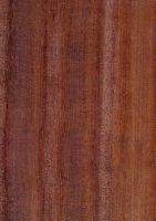 Satiné (Brosimum rubescens): radiale Oberfläche (natürliche Größe)
© Thünen