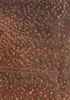 Katalox (Swartzia cubensis): Querschnitt (ca. 12x)
© Thünen