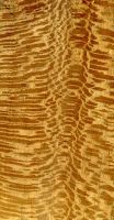 Platane (Platanus orientalis) – radiale Oberfläche von P. orientalis gedämpft (natürliche Größe)
© von-Thünen-Institut