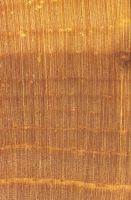 Zirbelkiefer (Pinus cembra) – Querschnitt ca. 10x
© von-Thünen-Institut