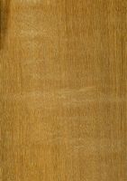 Tanimbuca (Terminalia spp.): radiale Oberfläche (natürliche Größe)
© Thünen-Institut