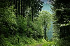 Countryside Daylight Environment Fog 109391 Countryside Daylight Environment Fog 109391