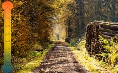 Holz Im Klimawandel 1