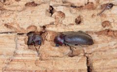 Schadinsekten