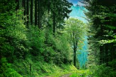 Shutterstock 2432929471