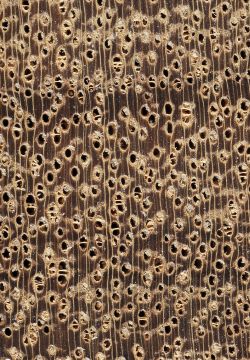 Mandioqueira (Qualea sp.): Querschnitt (ca. 12x)
© Thünen-Institut