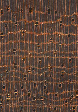 Sipo (Entandrophragma utile) : Querschnitt (ca. 12x)
© Thünen