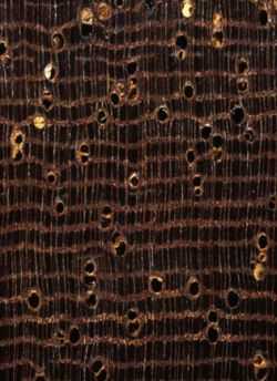 Azobé (Lophira alata.) – Querschnitt (ca. 12x)
© Thünen-Institut