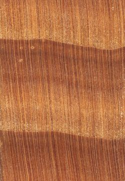 Douglasie (Pseudotsuga menziesii): Querschnitt (ca. 12x) Weit
© Thünen