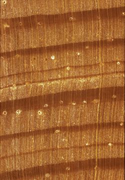 Southern yellow pine (Pinus spp., sect. taeda): Querschnitt (ca. 12x)
© Thünen