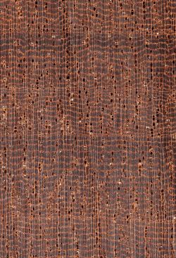 Makoré (Tieghemella heckelii): Querschnitt 10x
© Thünen