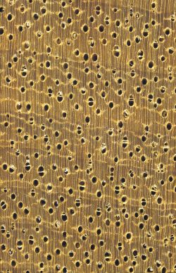 Limba (Terminalia superba, helles Holz) – Querschnitt (ca. 12x)
© von-Thünen-Institut