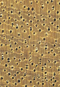 Limba (Terminalia superba, helles Holz): Querschnitt (ca. 12x)
© Thünen