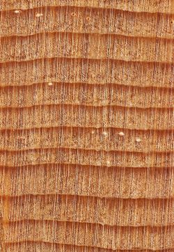 Sitka-Fichte (Picea sitchensis), feinjähriges Material aus Naturbestand: Querschnitt (ca. 12x)
© Thünen