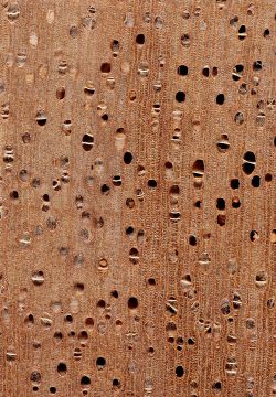 Kondroti (Rhodognaphalon brevicuspe): Querschnitt
© Thünen