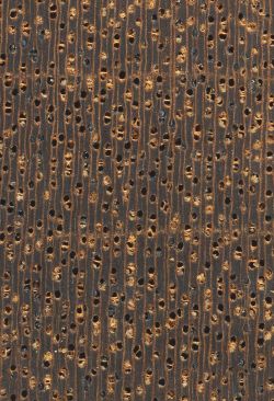 Dibétou (Lovoa trichilioides): Querschnitt (ca. 10-x)
© Thünen-Institut