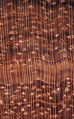 Bubinga (Guibourtia spp.): Querschnitt (ca. 10x)
© Thünen-Institut