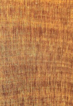 Podo (Prumnopitys ferruginea); Querschnitt (ca. 12x)
© Thünen