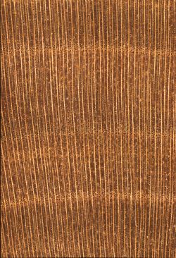 Kirschbaum (Prunus avium): Querschnitt (ca. 12x)
© Thünen-Institut