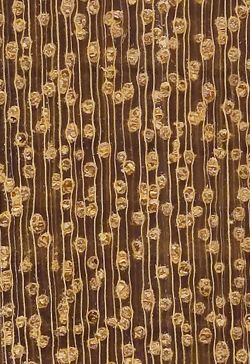 Tatajuba (Bagassa guianensis): Querschnitt (ca. 12x)
© Thünen