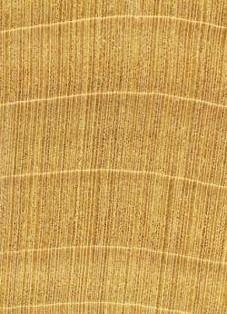 Whitewood (Liriodendron tulipifera): Querschnitt (ca. 12x)
© Thünen-Institut