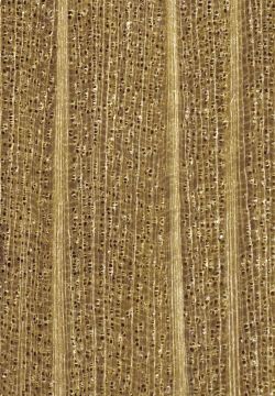 Hainbuche (Carpinus betulus): Querschnitt (ca. 12x)
© Thünen