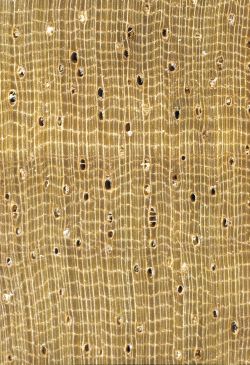 Rubberwood (Hevea brasiliensis): Querschnitt (ca. 12x)
© Thünen