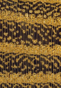 Robinie (Robinia pseudoacacia): Querschnitt (ca. 12x)
© Thünen