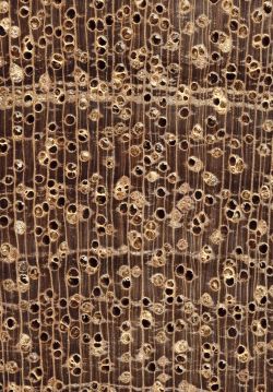 White Seraya (Parashorea spp.): Querschnitt (ca. 12x)
© Thünen