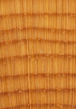 Ponderosa pine (Pinus ponderosa): Querschnitt
© Thünen
