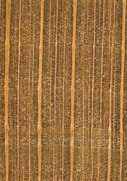 Buche (F. syvatica): Querschnitt (ca. 10x)
© Thünen